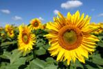 Sunflower field