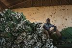 Migotiyo Plantations, sisal farm located in Kenya’s Rift Valley Province, funded by a local bank under the East & Central Africa PEFF II for SMEs & mid-caps facility
