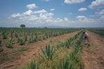 Migotiyo Plantations, sisal farm located in Kenya’s Rift Valley Province, funded by a local bank under the East & Central Africa PEFF II for SMEs & mid-caps facility
