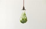 A photo of plants in a light bulb. Figurative visuals of green power, renewable energy and environmental protection