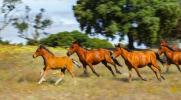 Protecting habitat of wild horses under Natural Capital Investment Facility initiative