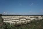 Migotiyo Plantations, sisal farm located in Kenya’s Rift Valley Province, funded by a local bank under the East & Central Africa PEFF II for SMEs & mid-caps facility

