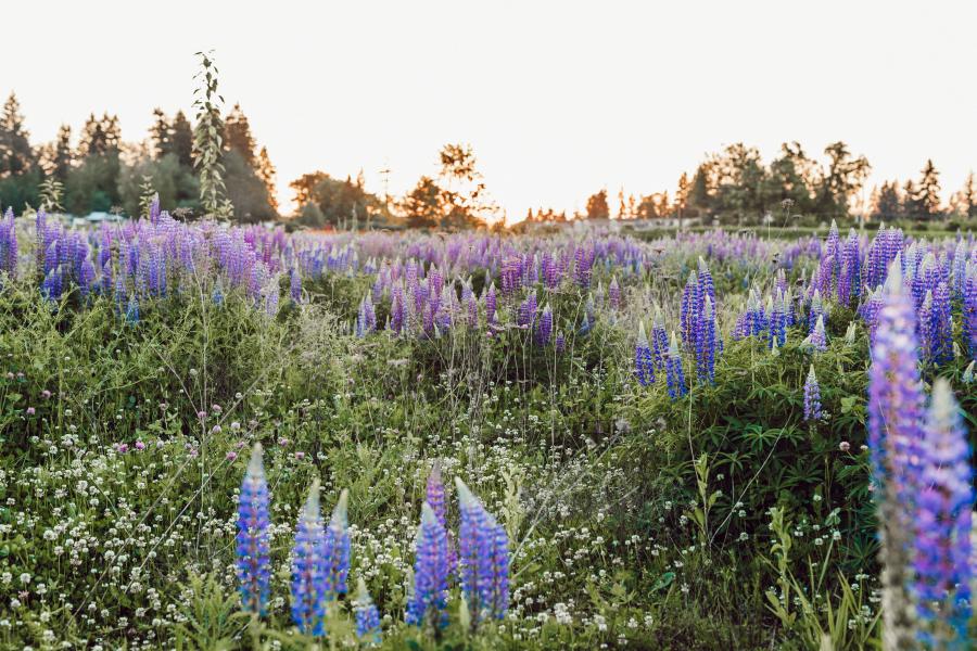 Bioeconomy investment fund shows what Monty Python about lupins