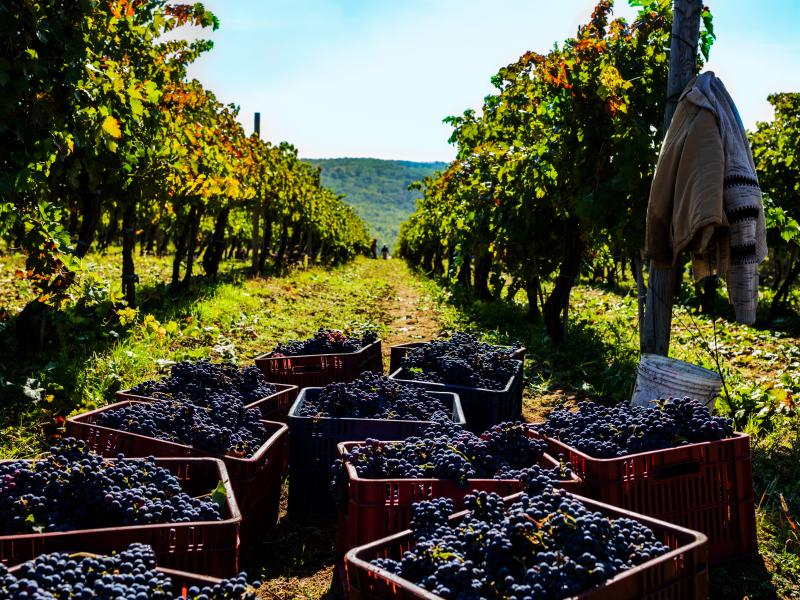 Moldova EIB supports with EUR 150 million wine industry and road infrastructure